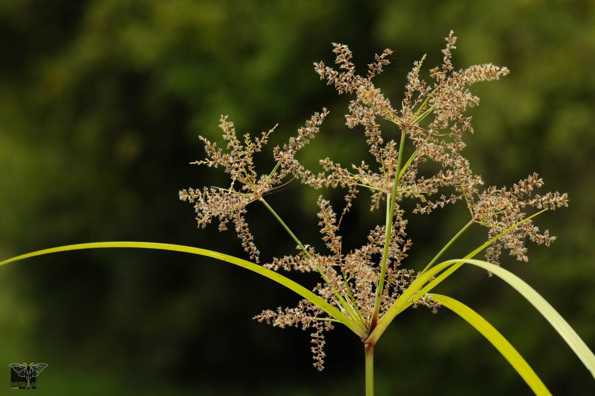 Cyperus distans L.f.